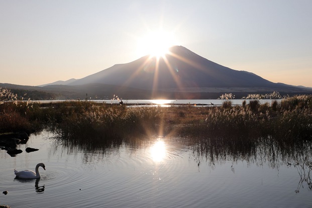 山梨県の山中湖村から撮影したダイヤモンド富士です。湖畔から見る富士山は裾野から頂上まで全てが見られます。　秋から初冬にかけ富士山の頂上付近に太陽が沈み、とても雄大な風景で、ついつい手を合わせたくなります。　この写真には、手前に湖が移っていますが、その左側には白鳥が泳いでいる姿も写っています。