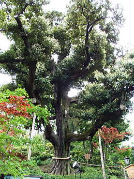椿山荘内、樹齢約500年の椎の木