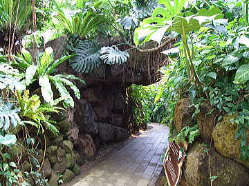 熱帯植物館内