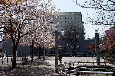 染井吉野桜記念公園