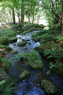 林を流れる川